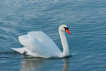 Plakat swan