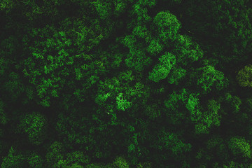 Atmospheric Moss Background Texture