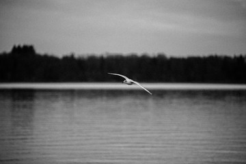 Seagull Chiemsee
