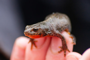 wild lebender bergmolch in kinderhand bei teicharbeiten im frühjahr