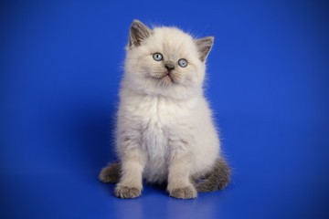 Scottish straight shorthair cat on colored backgrounds