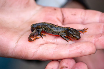 wild lebender bergmolch in kinderhand bei teicharbeiten im frühjahr
