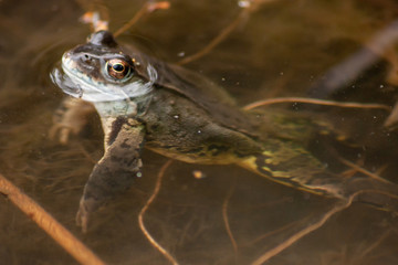 starker Frosch lauert im Teichwasser auf seine Beute und wärmt sich dabei in der Sonne