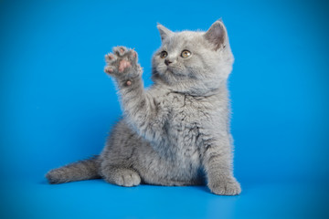 Scottish straight shorthair cat on colored backgrounds