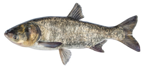 Fish silver carp. Side view bighead carp. Isolated Hypophthalmichthys - obrazy, fototapety, plakaty