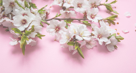 Almond blossoms bouquet on pink background, closeup