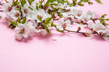 Almond blossoms bouquet on pink background, copy space