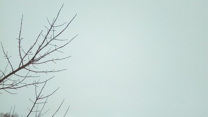 bare branches of trees in cloudy weather