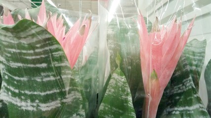 flowers background in shop