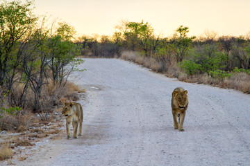 Lions, mating couple, in Etosha National Park in Namibia