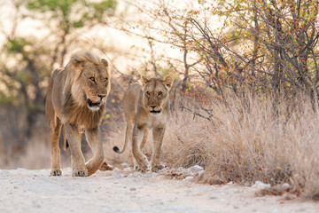 Lions, mating couple, in Etosha National Park in Namibia