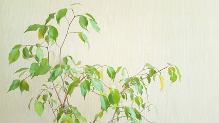 green tree in the office