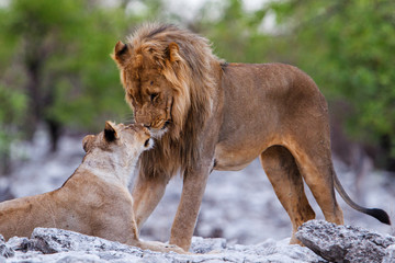 Lions, mating couple, in Etosha National Park in Namibia