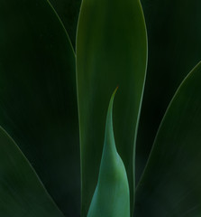 four sensual green leafy fronds create a black window - 257089036