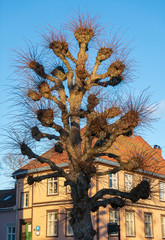 Gamle Fredrikstad Stare miasto, old city, gamlebyen , Kongsten fort Norge Norway Norwegia  © Dreamnordno