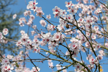Beautiful White And Pink Japanese Cherry Blossom Trees In Full Bloom In The Sun With Blue Sky