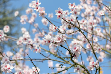 Beautiful White And Pink Japanese Cherry Blossom Trees In Full Bloom In The Sun With Blue Sky