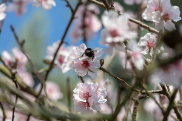 Beautiful White And Pink Japanese Cherry Blossom Trees In Full Bloom In The Sun With Blue Sky