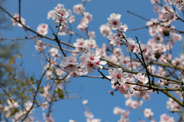 Beautiful White And Pink Japanese Cherry Blossom Trees In Full Bloom In The Sun With Blue Sky