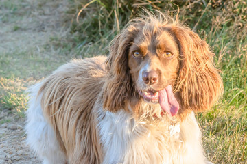 Obraz premium Portrait of cute cocker spaniel outdoor.