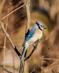 Beautiful blue jay perched on a tree limb.