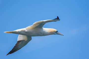 Gannet in flight.
