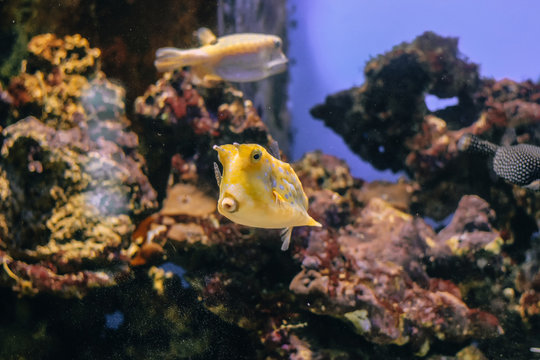 Yellow Lactoria cornuta closeup in the aquarium background.