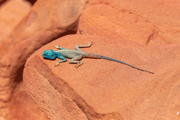 The Sinai agama (Pseudotrapelus sinaitus, formerly Agama sinaita) is an agamid lizard found in arid areas of southeastern Libya, Egypt.