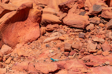 The Sinai agama (Pseudotrapelus sinaitus, formerly Agama sinaita) is an agamid lizard found in arid...