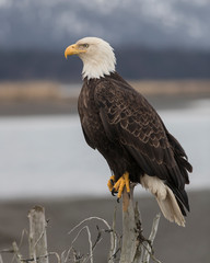 North America Bald Eagle in Kachemak Bay, Alaska