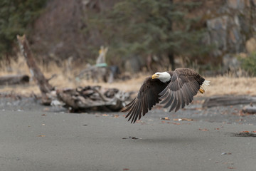 North America Bald Eagle in Kachemak Bay, Alaska