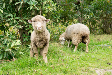 Sheep looking at camera