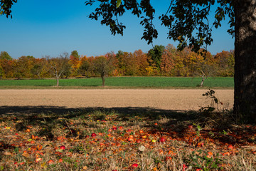 Obraz premium apple tree in landscape on route called Fachwerkstrasse,.