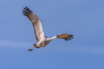 Migrating Greater Sandhill Cranes in Monte Vista, Colorado