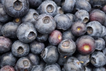 fresh blueberries on white background
