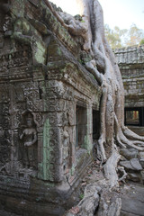 Naklejka premium angkor