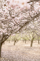 Blossom almond trees in spring orchard . Shallow depth of field