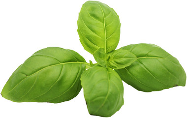 Basilikum
