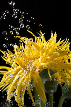 Water drops on the flower