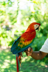 Parrot sitting on hand