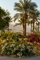 Fototapeta premium Date palms of the Sinai Peninsula.