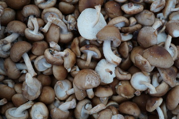 background of mushrooms