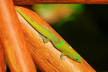Close up from above of little green Gekko