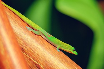 Profile view of small brightly colored Gekko