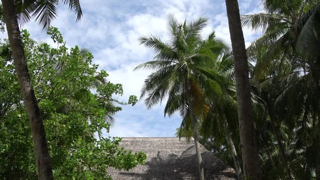 Palmen und ein Strohdach auf einer Insel von unten gefilmt, blauer Himmel