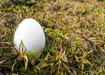 White egg among the plants in the garden in early spring