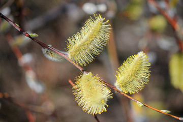 first spring buds