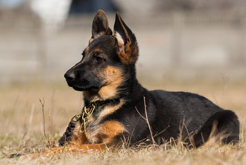 german shepherd puppy outdoors