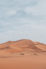 Fototapeta na wymiar The endless dunes of the Sahara in Morocco.