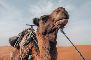 Close up of a camel in the Sahara in Morocco.